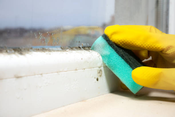 Best Bathroom Mold Remediation in Town And Country, WA