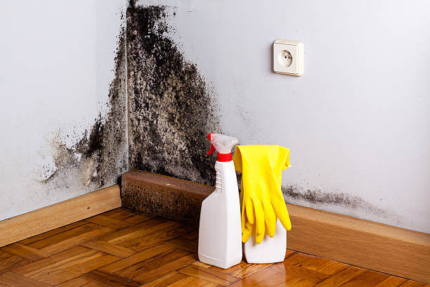 DIY Mold Remediation Support Services