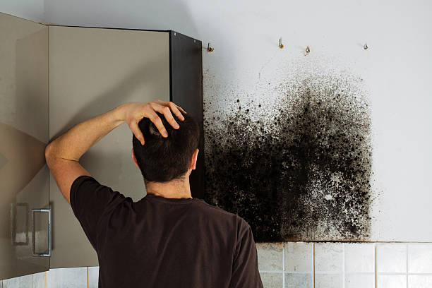 Best Attic Mold Remediation in Town And Country, WA